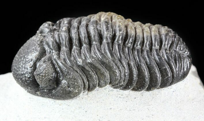 Morocops Trilobite - Multi-Colored Shell Preservation #57664